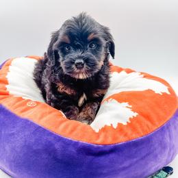 Twix - Phantom male Bernedoodle puppy in Belton, South Carolina from Poodley Doodley Doo
