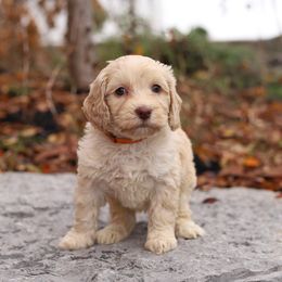 Orange - Caramel cream male Australian Labradoodle puppy in Williamstown, New York from Lewis Manor Labradoodles