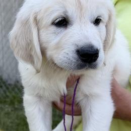 Miss Purple - Light golden female Golden Retriever puppy in Rochester, Minnesota from Neitzke Ranch Goldens