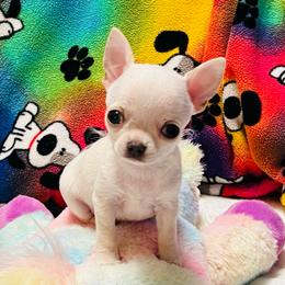 Graf - Cream male Chihuahua puppy in Buffalo Grove, Illinois from Piccoli Amici Chihuahuas