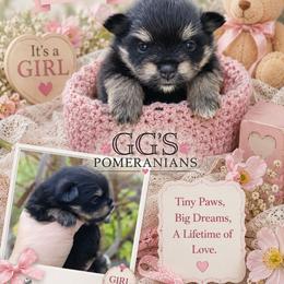 Maia - Black and tan female Pomeranian puppy in Oologah, Oklahoma from GG's Pomeranians
