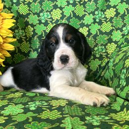 Boy 1 - English Springer Spaniel puppy from Legacy