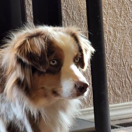 Maple - Miniature Australian Shepherd