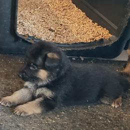 German Shepherd Puppies from Central Coast German Shepherds