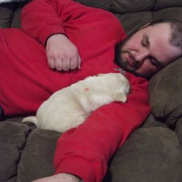 Labrador Retriever Puppies from Twisted Clovers LLC
