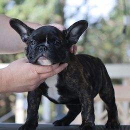 McNugget - Brindle female Bulldog puppy in Pueblo, Colorado from Double B Bulldogs