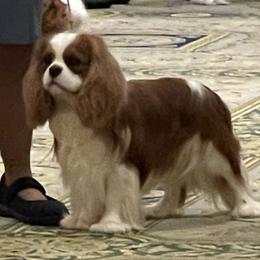 Ethan - Cavalier King Charles Spaniel