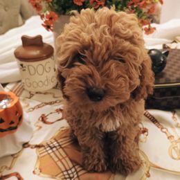 Tilly - Red  female Goldendoodle puppy in Fairmont, West Virginia from Manoka's Honeybee
