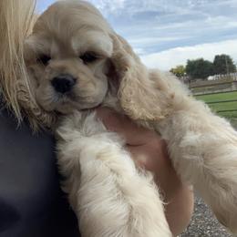 Cocker Spaniel Puppies from Cuttin Blue Farms