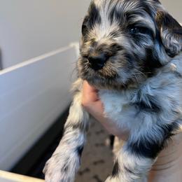 Bluejay, green - Blue merle male Aussiedoodle puppy in Grand Haven, Michigan from Happy Hippy Doodles