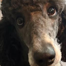 Poodles from A & L Co. Poodles