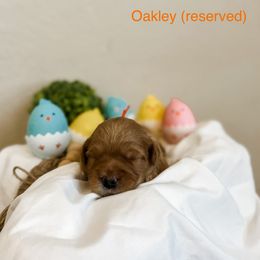 RESERVED - Apricot Goldendoodle puppy in Cleburne, Texas from Garrett Family Doodles