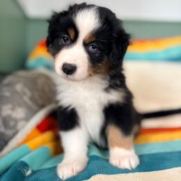 Willamette (Willa) (full tail) - Black tri female Miniature American Shepherd puppy in Olympia, Washington from Shamayim Acres ~ Miniature American Shepherds