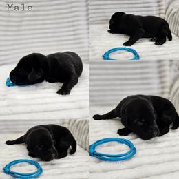 Blue Collar - Male - Black male Labrador Retriever puppy in Boyd, Minnesota from Lindley Labradors