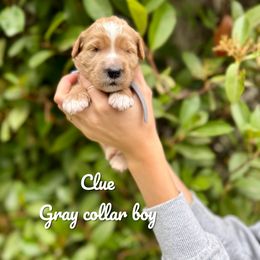 Clue - Red  male Goldendoodle puppy in Orangevale, California from Ugly Dad Doodles