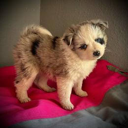 Glitter - Blue merle female Toy Australian Shepherd puppy in North Lakeport, California from Wild Rose Ranch