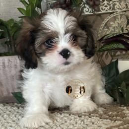 Charles - Black gold and white male Cavatzu puppy in Oklahoma from Rocky Oak Cavaliers & Biewer Terriers LLC