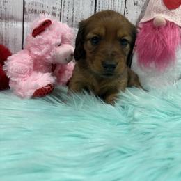 Wren - Red female Dachshund puppy in Wayland, Iowa from CR Kennels