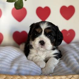 Rey - Tri-color female Cavalier King Charles Spaniel puppy in Fontana, California from Magical Cavaliers