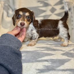 Damon - Piebald male Dachshund puppy in Ceres, California from Rockin' M’s LilBitty Dachshunds (LBD)