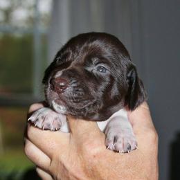 German Shorthaired Pointer Puppies from Fenton River GSP