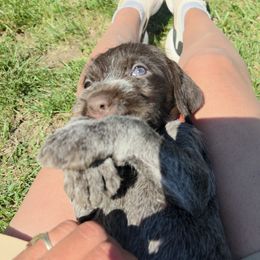 Girl 3 - female Wirehaired Pointing Griffon puppy in Hawarden, Iowa from Sunday Best Griffons