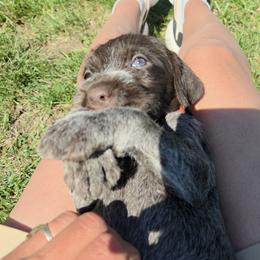 Girl 3 - female Wirehaired Pointing Griffon puppy in Hawarden, Iowa from Sunday Best Griffons