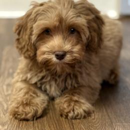 Saffron - CF0557 - Caramel red female Australian Labradoodle puppy in Easley, South Carolina from Royal Diamond Labradoodles