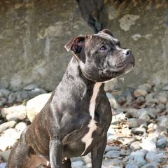 Elea - Staffordshire Bull Terrier