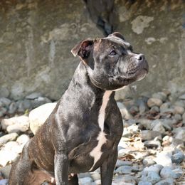 Elea - Staffordshire Bull Terrier