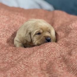 Baby Boy 2 (Yellow-Red) - Yellow male Labrador Retriever puppy in Chatfield, Minnesota from Terranova Retrievers