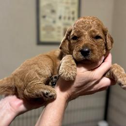 Peppermint Patty (Violet) - Red  female Goldendoodle puppy in Bay City, Texas from Charming Doods