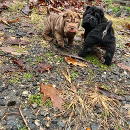 Chinese Shar-Pei puppies from Red Clay's Chinese Shar-pei