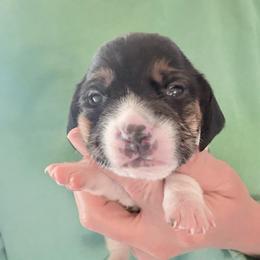 Pocket Beagle Sami - Black white and tan female Beagle puppy in Gentry, Arkansas from HC Puppy Ranch