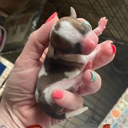 Boy 1 - Red and white male Chihuahua puppy in Murphy, North Carolina from Karolina Kennels