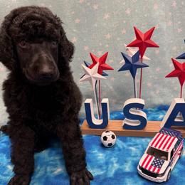 White boy - Black male Poodle puppy in Sedro Woolley, Washington from Best Friend Poodles