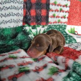 Hugs - Chocolate and tan male Dachshund puppy in Opelika, Alabama from Dachshund Darlins