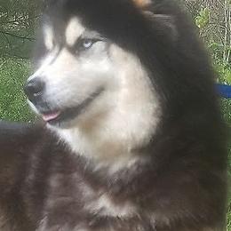 Daria - Siberian Husky