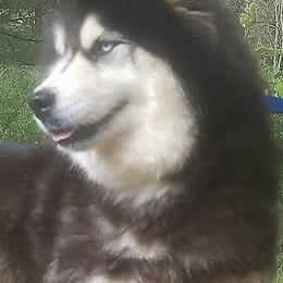 Daria - Siberian Husky