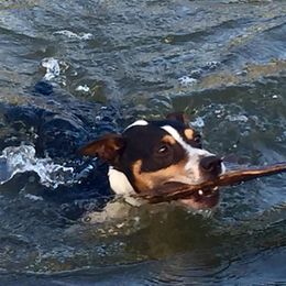 Rat Terriers from Felixville Rat Terriers