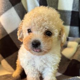 Curly - Apricot female Maltipoo puppy in Wendell, North Carolina from Teddys Teddy Bears