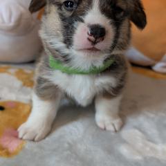 Pembroke Welsh Corgi puppies from Tammy Gorham Corgis