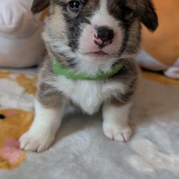 Pembroke Welsh Corgi puppies from Tammy Gorham Corgis