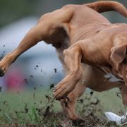 Cane Corso and Dogues de Bordeaux from Wrinkled Bliss Kennels