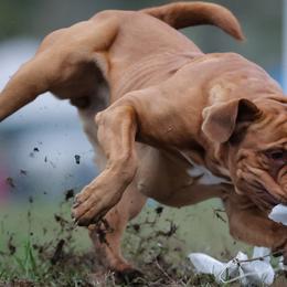 Cane Corso and Dogues de Bordeaux from Wrinkled Bliss Kennels