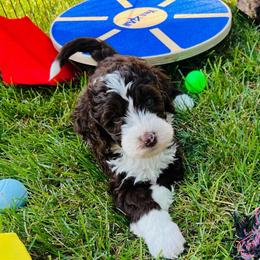 Kodiak - Brown and white male Sheepadoodle puppy in Spokane, Washington from Downriver Doodles