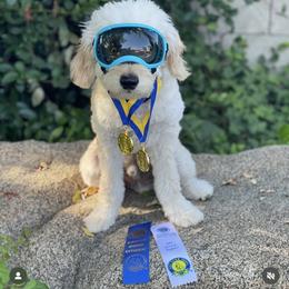 French Bulldog, Goldendoodle, and Golden Retriever All Grown Up from SoCalFamilyFrenchies, Doodles and more
