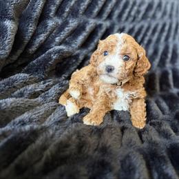 Butterbraid-white collar - Red female Cavapoo puppy in Tolono, Illinois from The Golden Rule Doodles