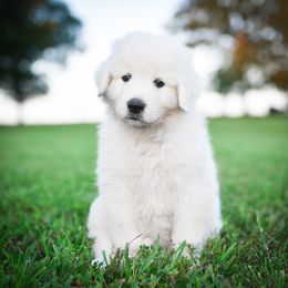 Border Collie, Bordoodle, and Maremma Sheepdog Puppies from 2J 2K Border Collies