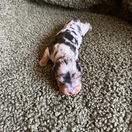 Diamond - Dapple female Dachshund puppy in Madera, California from Royal Dachshunds